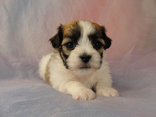 Female Puppy #36